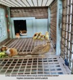 Ahşap&Plastik Karışımı Ginepig, Hamster, Civciv, Bıldırcın Temizlik Tavalı Kafes. - Görsel 5